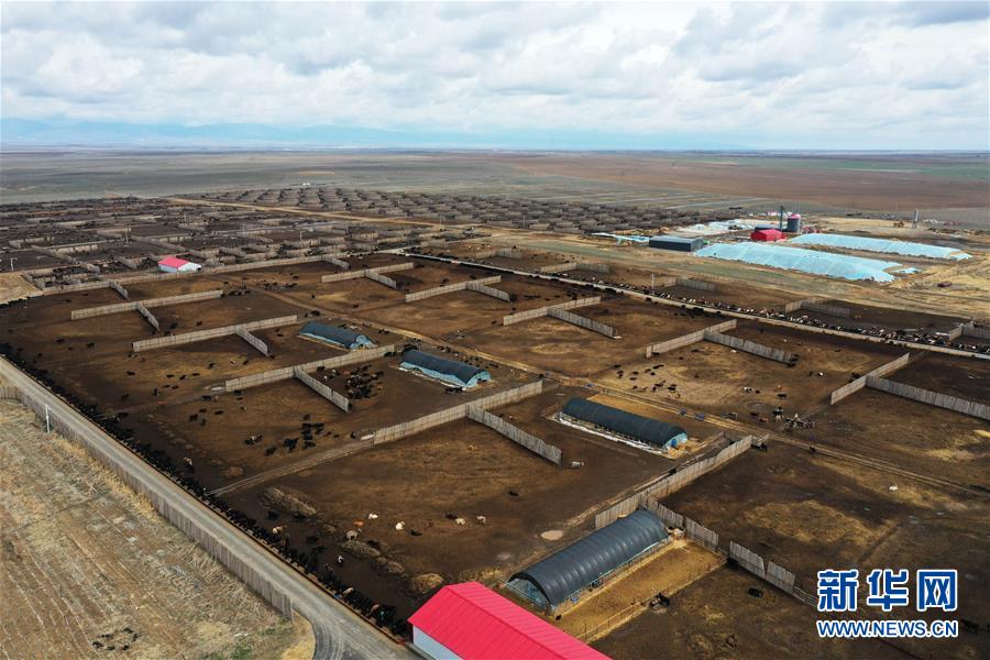 （社会）（4）新疆塔城：龙头企业带动农牧民巩固脱贫攻坚成果