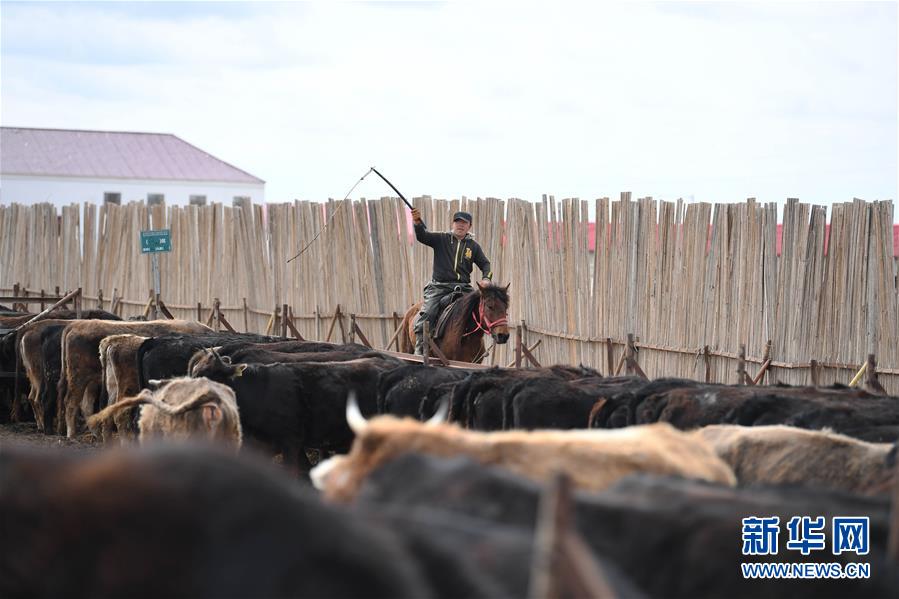 （社会）（5）新疆塔城：龙头企业带动农牧民巩固脱贫攻坚成果