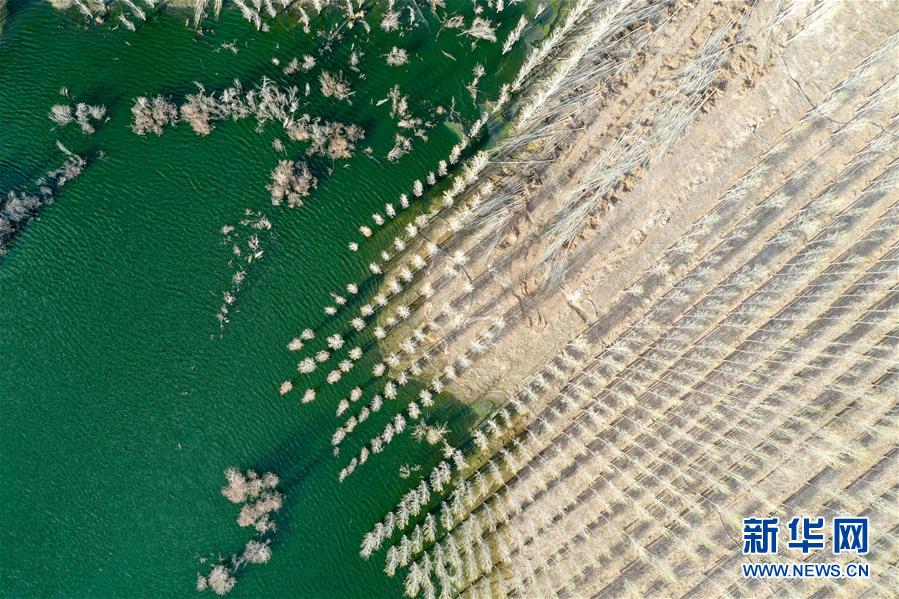 （环境）（1）新疆阿勒泰：戈壁滩上育树苗 中水回用助力绿化工程