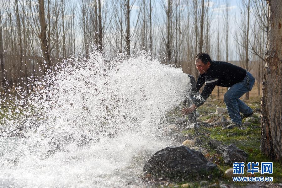（环境）（2）新疆阿勒泰：戈壁滩上育树苗 中水回用助力绿化工程