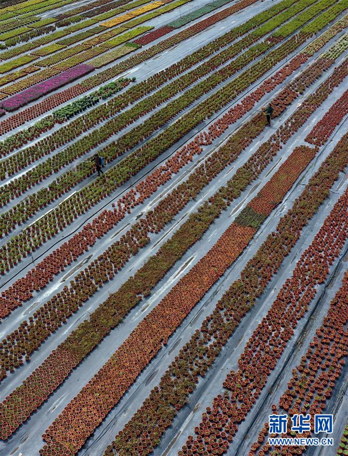 #（经济）（1）安徽蒙城：花木经济助农增收