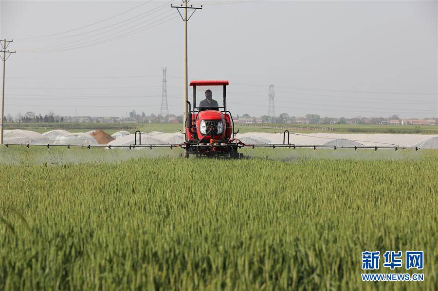 （社会）（1）陕西：全力防控小麦病虫害