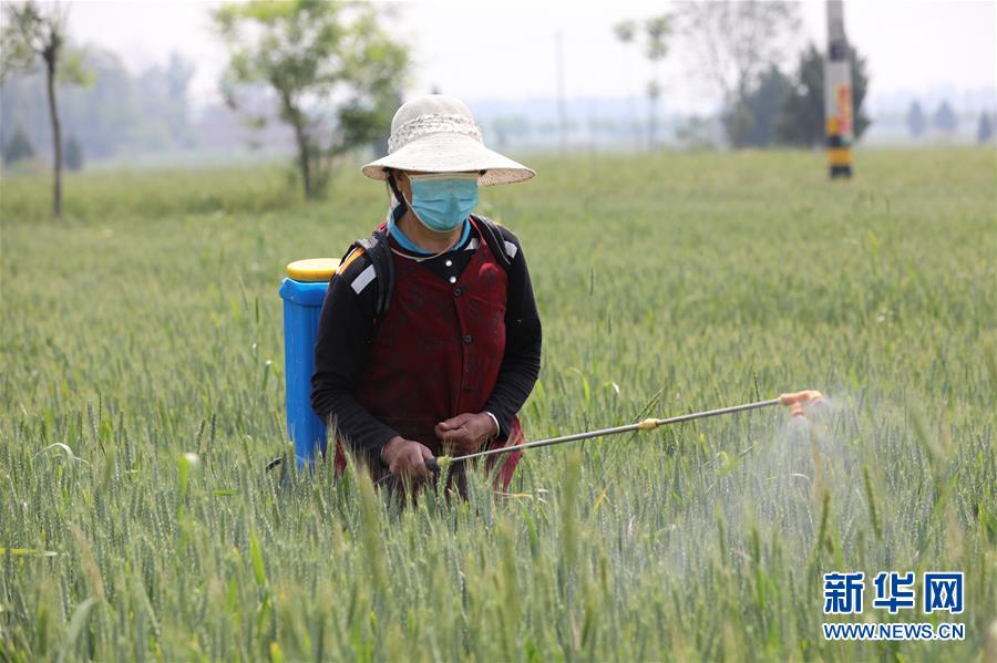（社会）（2）陕西：全力防控小麦病虫害