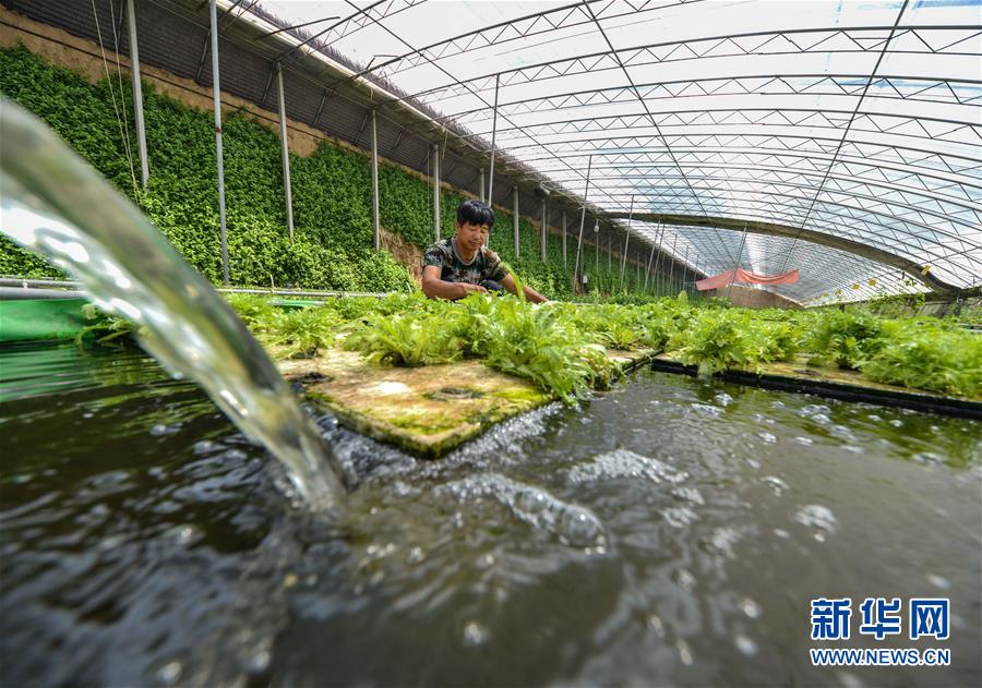 （经济）（2）河北馆陶：鱼菜共生实现生态种养