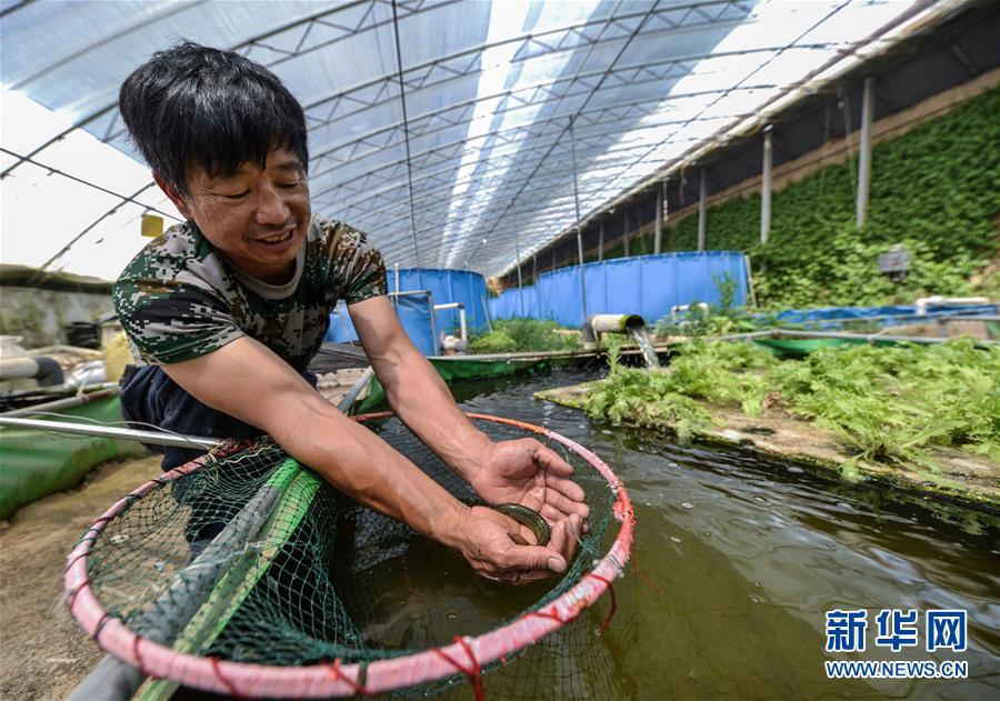 （经济）（3）河北馆陶：鱼菜共生实现生态种养