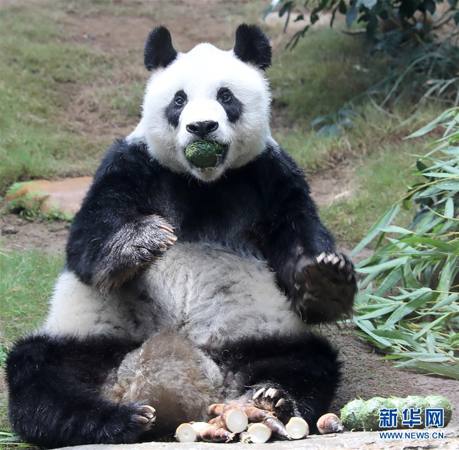 （图文互动）（11）香港大熊猫，是否依然安好？