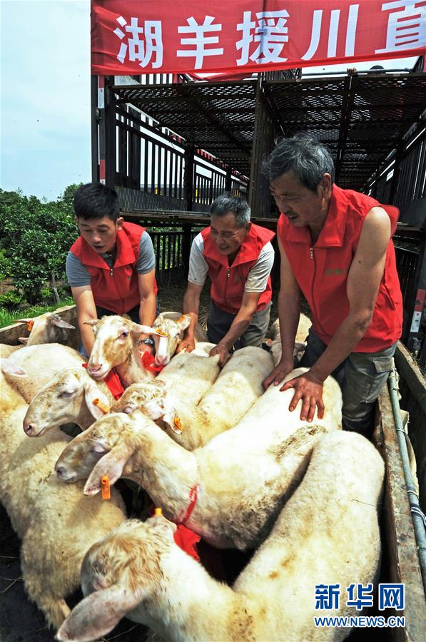 （社会）（1）浙江湖州：五千扶贫羊踏上援川路