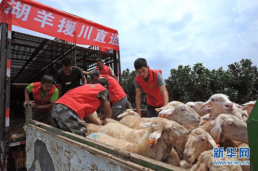 （社会）（2）浙江湖州：五千扶贫羊踏上援川路