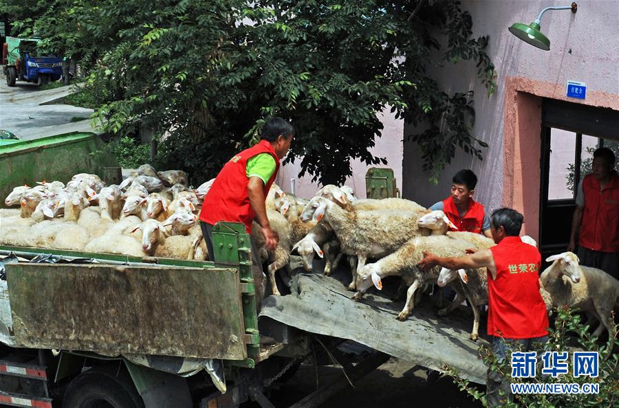 （社会）（3）浙江湖州：五千扶贫羊踏上援川路