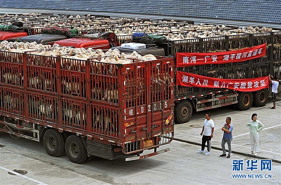 （社会）（4）浙江湖州：五千扶贫羊踏上援川路