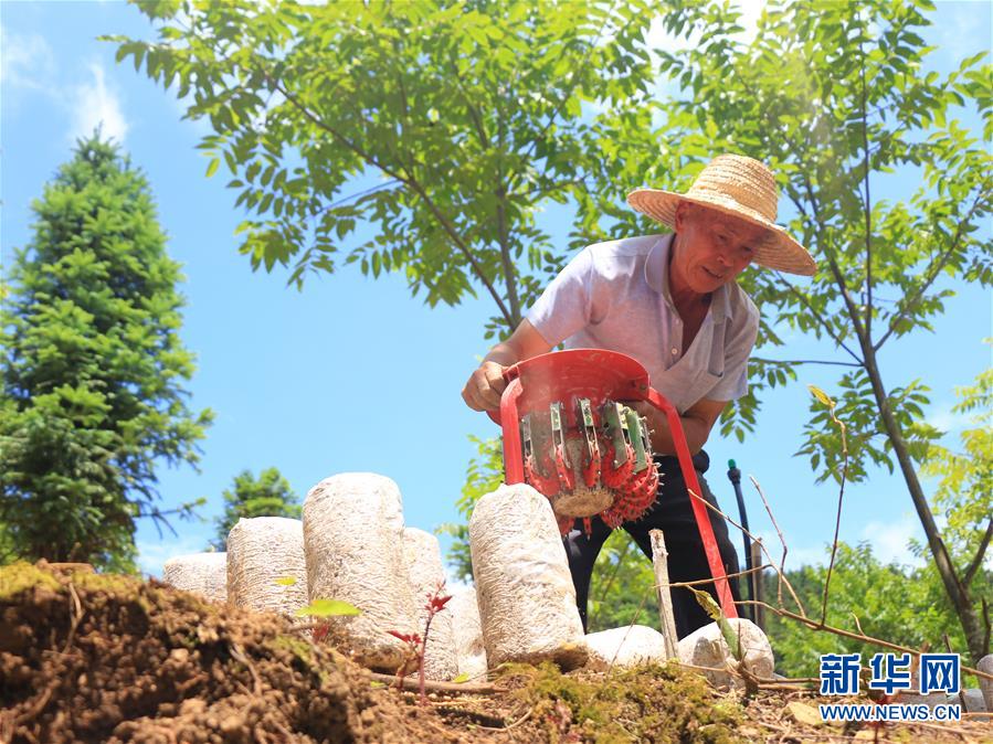 （新华网）（1）贵州黔西南：林下菌药种植忙