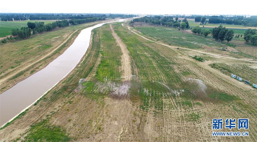 （环境）（2）河北安平：干旱河道种草防风沙