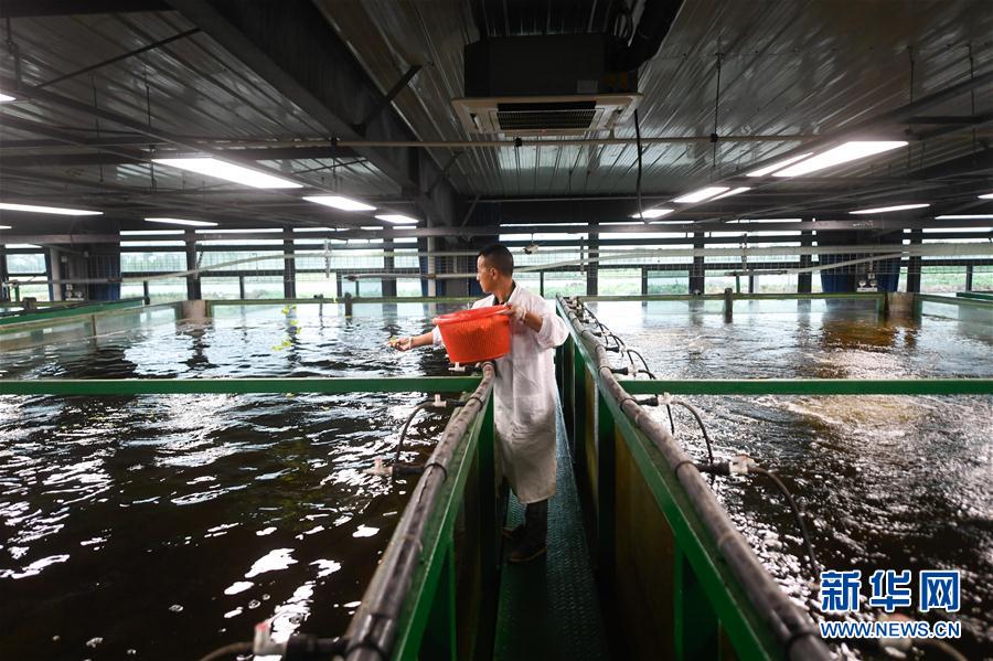（经济）（1）浙江湖州：智能化循环水养殖效益高