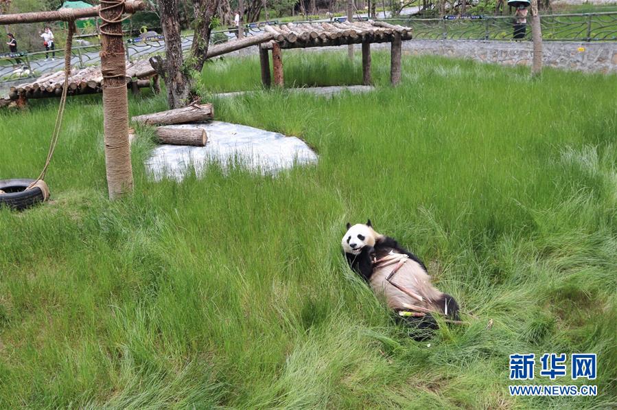 （环境）（2）九寨沟大熊猫园开园迎客