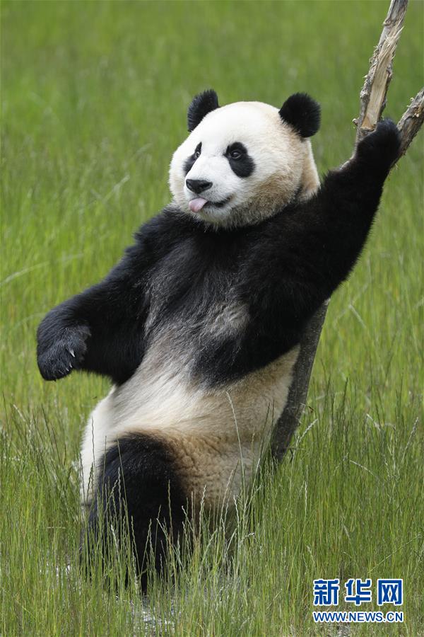 （环境）（9）九寨沟大熊猫园开园迎客