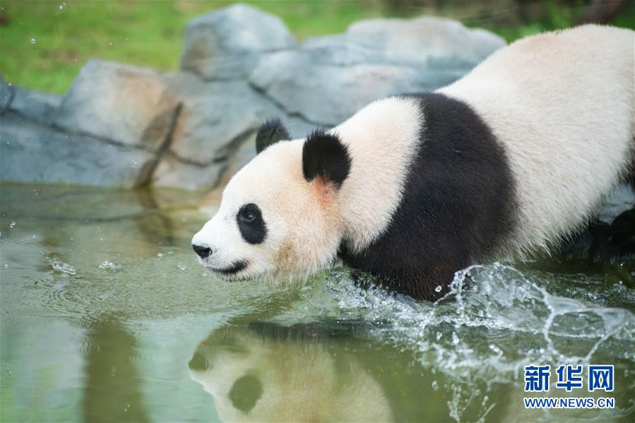 （社会）（2）湖南湘西：凤凰中华大熊猫苑正式开园