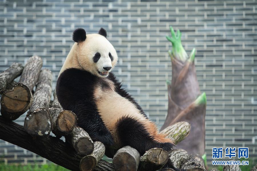 （社会）（3）湖南湘西：凤凰中华大熊猫苑正式开园