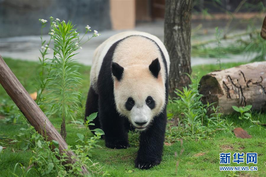 （社会）（4）湖南湘西：凤凰中华大熊猫苑正式开园