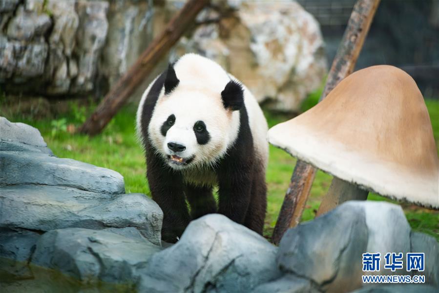 （社会）（5）湖南湘西：凤凰中华大熊猫苑正式开园