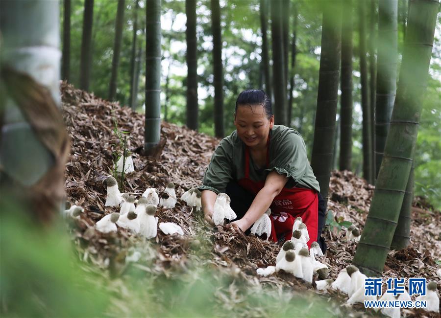 #（经济）（1）贵州赤水：林下经济助农增收