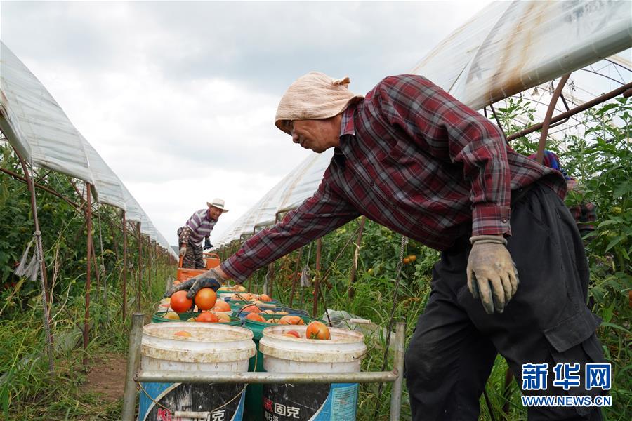 （脱贫攻坚）（2）黑龙江宁安：蔬菜合作社“壮产业助脱贫”