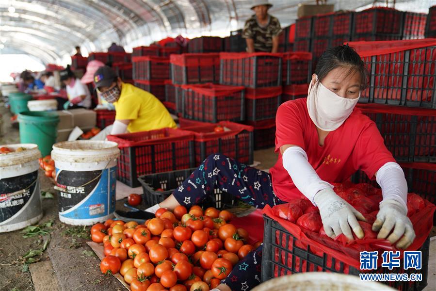 （脱贫攻坚）（3）黑龙江宁安：蔬菜合作社“壮产业助脱贫”