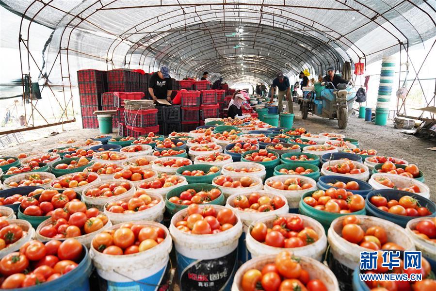 （脱贫攻坚）（4）黑龙江宁安：蔬菜合作社“壮产业助脱贫”