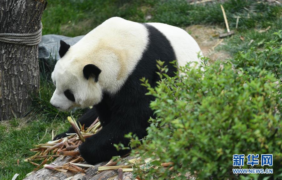 （环境）（2）青海西宁：大熊猫乐享高原生活