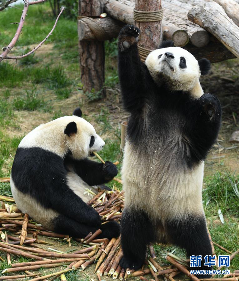 （环境）（3）青海西宁：大熊猫乐享高原生活