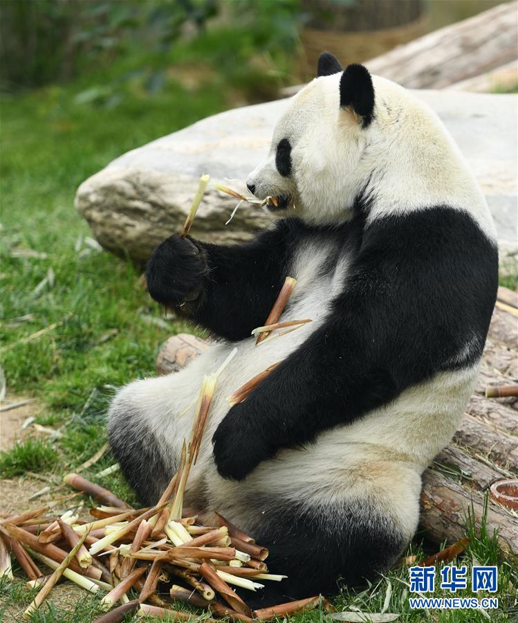 （环境）（10）青海西宁：大熊猫乐享高原生活
