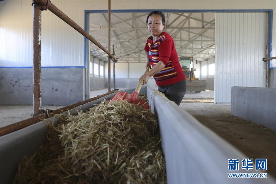 （社会）（3）黑龙江富锦：黄牛养殖项目助农脱贫增收