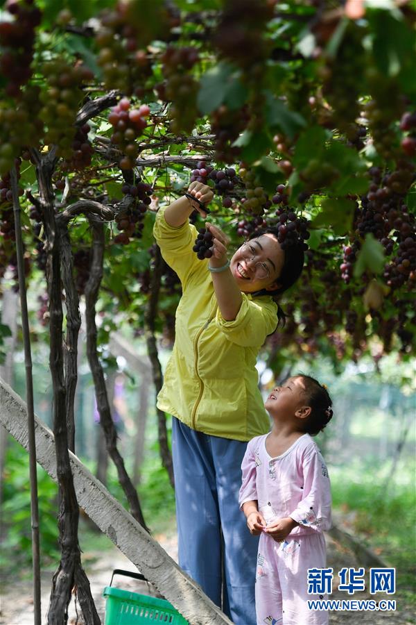 （社会）（1）浙江湖州：葡萄丰收 游客体验采摘乐趣