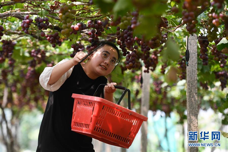 （社会）（2）浙江湖州：葡萄丰收 游客体验采摘乐趣