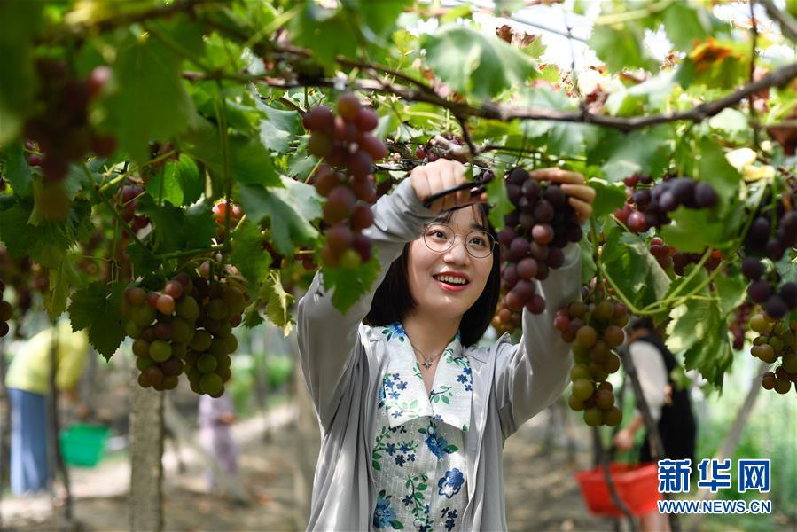（社会）（3）浙江湖州：葡萄丰收 游客体验采摘乐趣