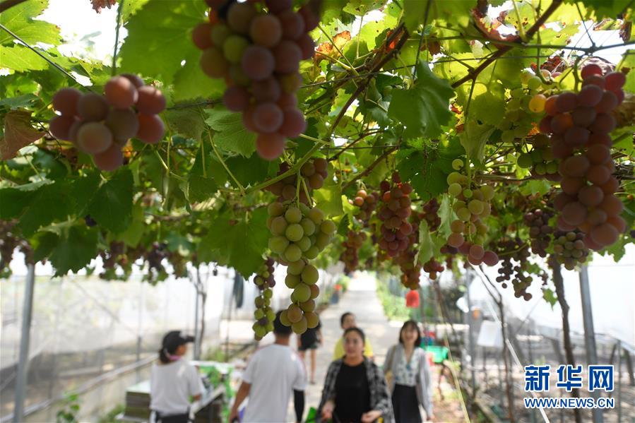 （社会）（5）浙江湖州：葡萄丰收 游客体验采摘乐趣