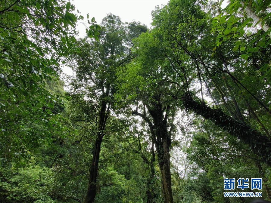 （图文互动）（1）我国科学家在云南发现一植物新物种高黎贡球兰