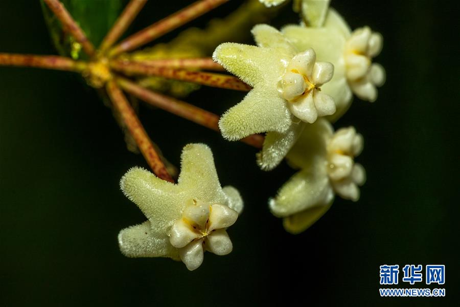 （图文互动）（3）我国科学家在云南发现一植物新物种高黎贡球兰