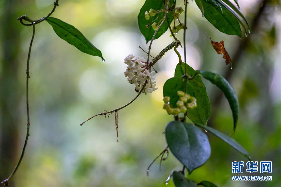 （图文互动）（4）我国科学家在云南发现一植物新物种高黎贡球兰