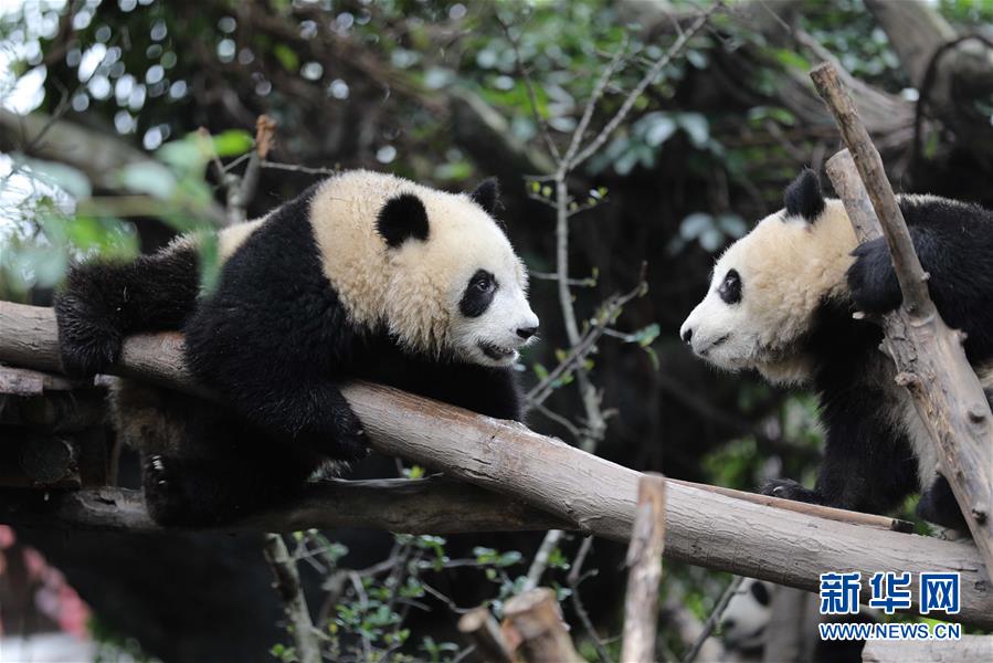 （环境）（4）“国际熊猫日” 看“滚滚”卖萌