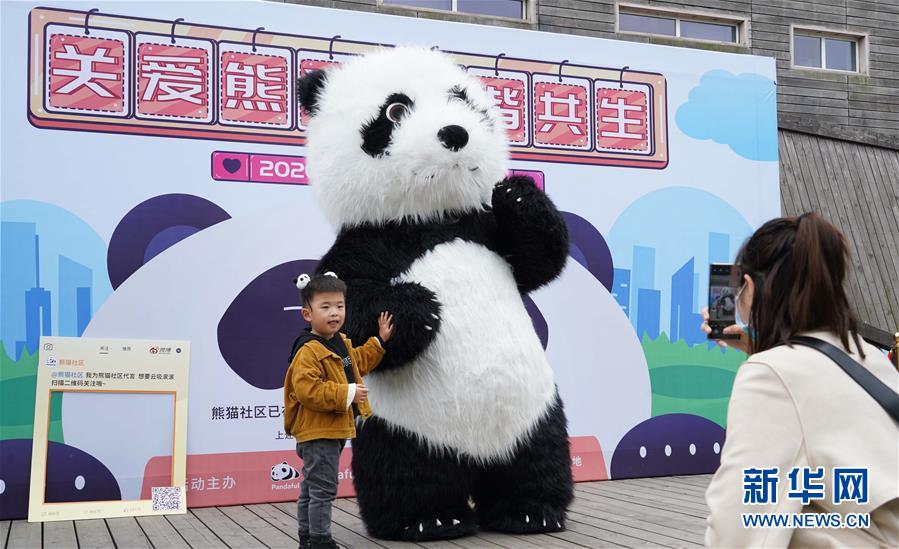 （环境）（5）“国际熊猫日” 看“滚滚”卖萌