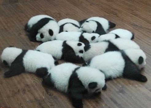 2015年成都新生熊猫幼仔集中亮相