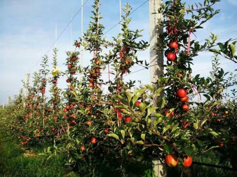 U掌柜洛川签苹果采购大单,精准扶贫助拓销路