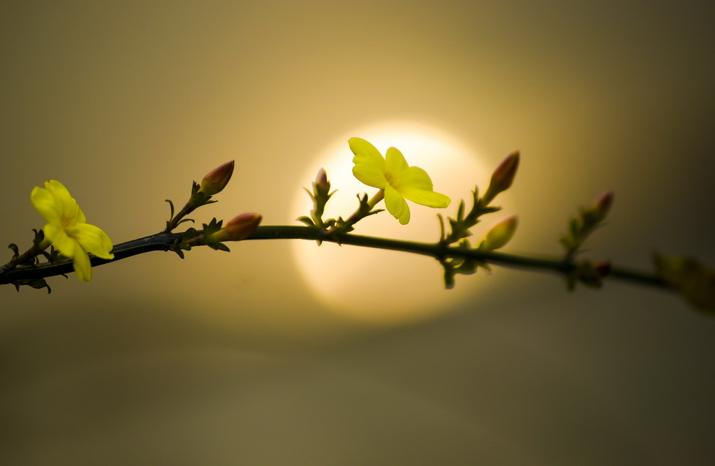 2月19日，江西新余市仙女湖区亚热带植物园内一株绽放的迎春花与倒映在水中的太阳相映成趣。 新华社发（赵春亮 摄）