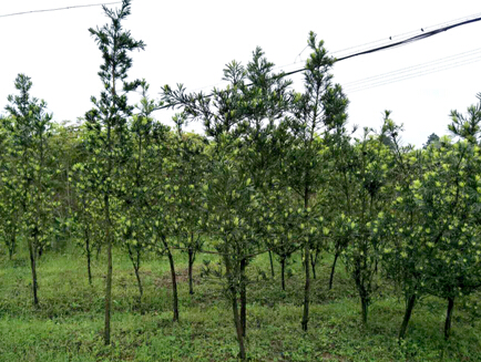 中国铝材名村--湖南安仁梨树村