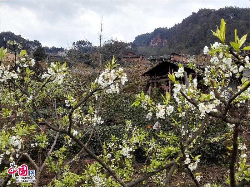 3月下旬到4月上旬,眉山樱花盛花期赏花黄金线路为"眉山樱花博览园