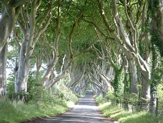 北爱尔兰的安特里姆郡黑暗树篱。TripAdvisor（猫途鹰）供图