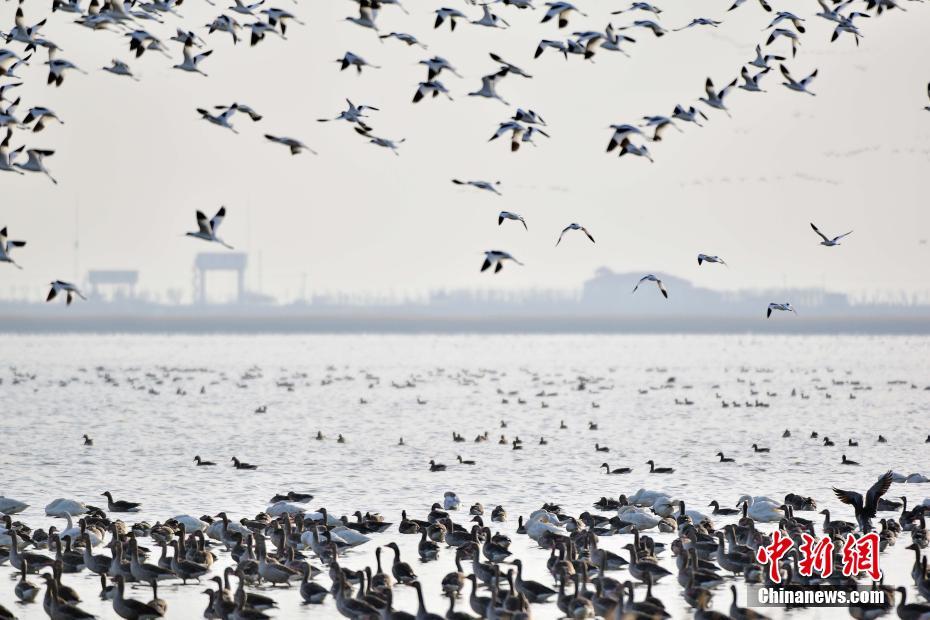 天津北大港湿地迎候鸟迁徙高峰 上万候鸟云集