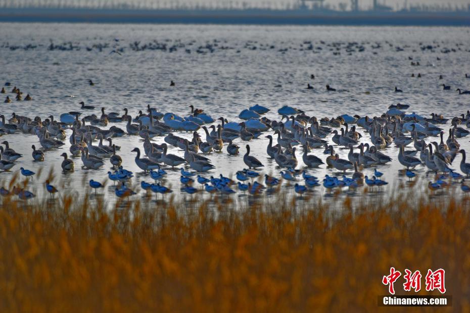 天津北大港湿地迎候鸟迁徙高峰 上万候鸟云集