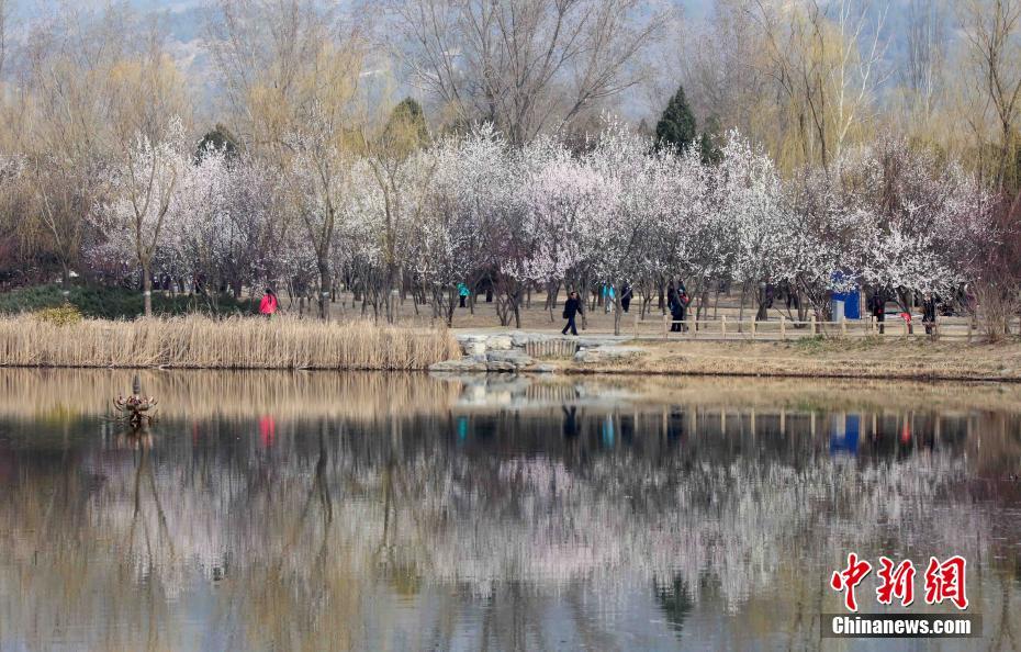 北京植物园山桃花盛开 市民纷至沓来