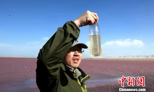 青海湖小湖泊变成“粉红湖”官方排除生态环境污染